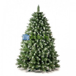 Сосна Серебряные побеги Сосна Серебряные побеги